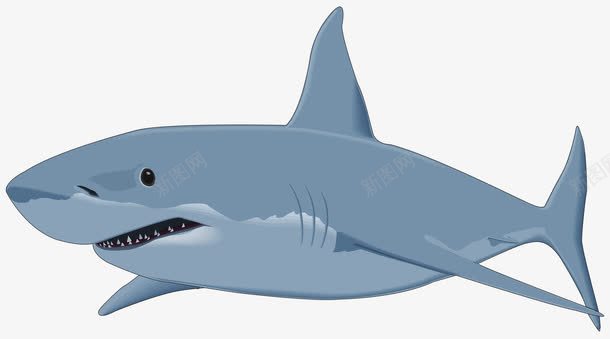 手绘鲨鱼png免抠素材_新图网 https://ixintu.com 沙鱼 海洋生物 鲛 鲛鲨