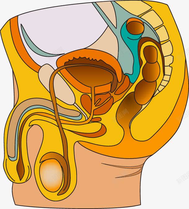 男性器官png免抠素材_新图网 https://ixintu.com 人体 人体内脏器官 内脏 内脏图 医学 器官 生殖 男性