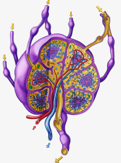 激素淋巴系统高清图片
