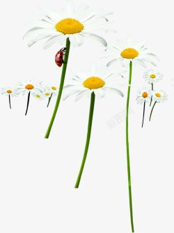 瓢虫爬行白色唯美花朵素材