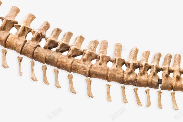 脊椎骨psd免抠素材_新图网 https://ixintu.com 恐龙骨骼素材 脊椎骨 骨头 骨骼素材