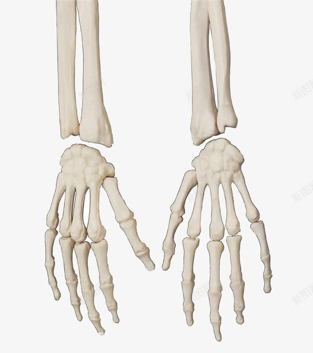 手骨骼png免抠素材_新图网 https://ixintu.com 人体手掌 人类手骨骼 双手骨骼