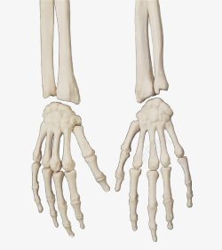 双手骨骼手骨骼高清图片