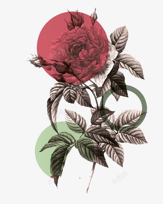 单色手绘玫瑰图png免抠素材_新图网 https://ixintu.com 创意花朵 单色手绘 玫瑰图