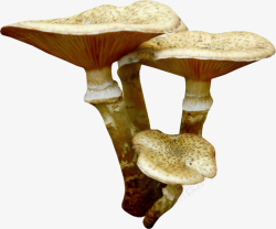 棕色漂亮蘑菇素材