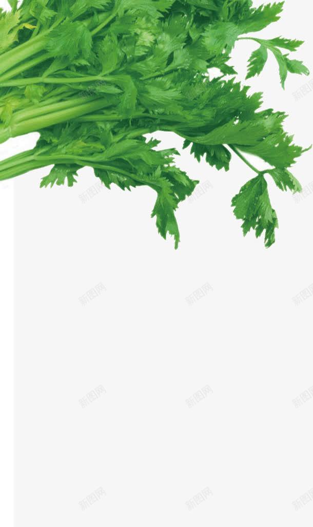 绿色蔬菜芹菜png免抠素材_新图网 https://ixintu.com 绿色 芹菜 蔬菜