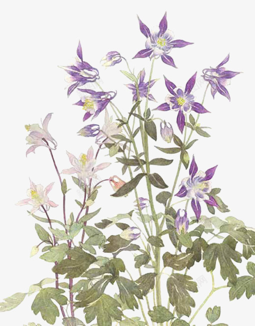紫色星星花psd免抠素材_新图网 https://ixintu.com 叶子 星星 植物 紫色 花朵