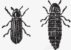警戒信号手绘黑白甲虫高清图片