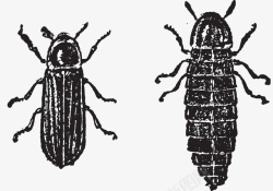 信号传递手绘黑白甲虫高清图片