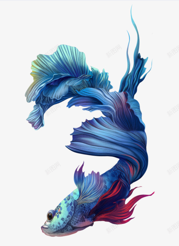 蓝色金鱼png免抠素材_新图网 https://ixintu.com 动物 蓝色 金鱼