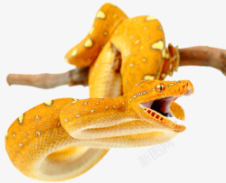 黄纹蟒蛇素材