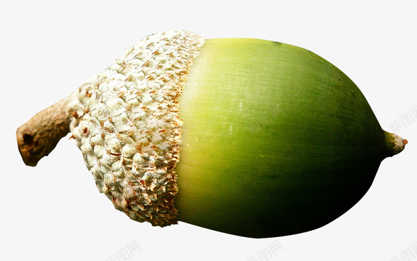 一颗大大的橡树果png免抠素材_新图网 https://ixintu.com 可以吃的果子 果实 橡子 橡实 橡树果 橡碗子