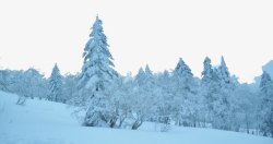 牡丹江树林雪景素材