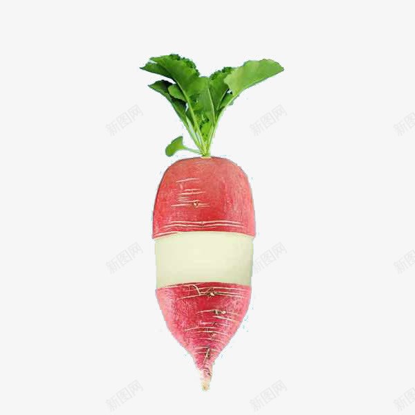 一棵水萝卜png免抠素材_新图网 https://ixintu.com 健康 水萝卜 蔬菜 饮食