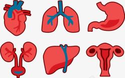 肺部血管人体器官图标高清图片