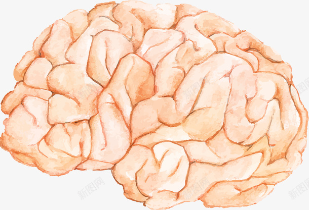 手绘风的人类大脑矢量图ai免抠素材_新图网 https://ixintu.com 人类大脑 大脑 手绘大脑 手绘风 矢量png 研究大脑 矢量图