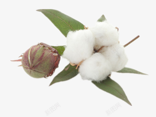 棉花png免抠素材_新图网 https://ixintu.com 树叶 棉絮 植物