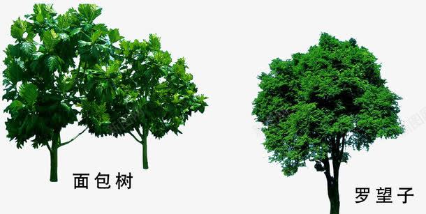 面包树png免抠素材_新图网 https://ixintu.com 园林 园林绿化 植物 植物素材 绿化 绿化素材 绿植 面包树