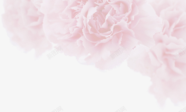 淡粉色花朵背景元素png免抠素材_新图网 https://ixintu.com 粉色 背景 花朵