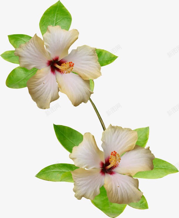 白色的花png免抠素材_新图网 https://ixintu.com png图形 png装饰 叶子 植物 花 装饰