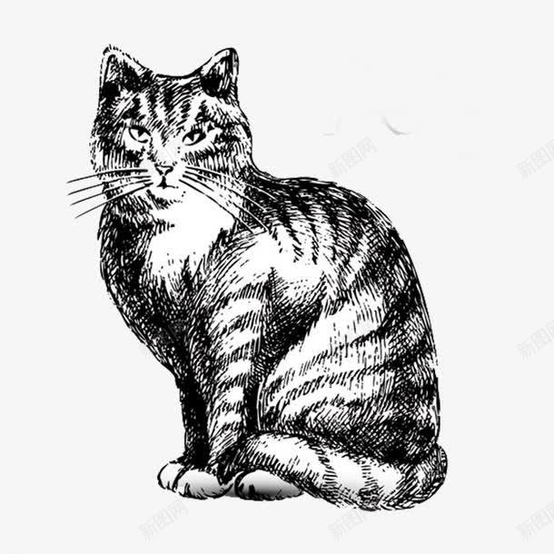 手绘黑白猫png免抠素材_新图网 https://ixintu.com 动物 手绘 猫 素描猫 黑白