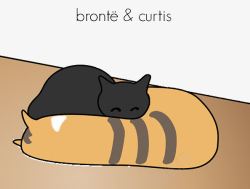 睡懒觉的猫睡懒觉的黑猫高清图片