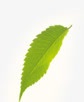 绿色植物单片飘扬树叶png免抠素材_新图网 https://ixintu.com 树叶 绿色植物 飘扬