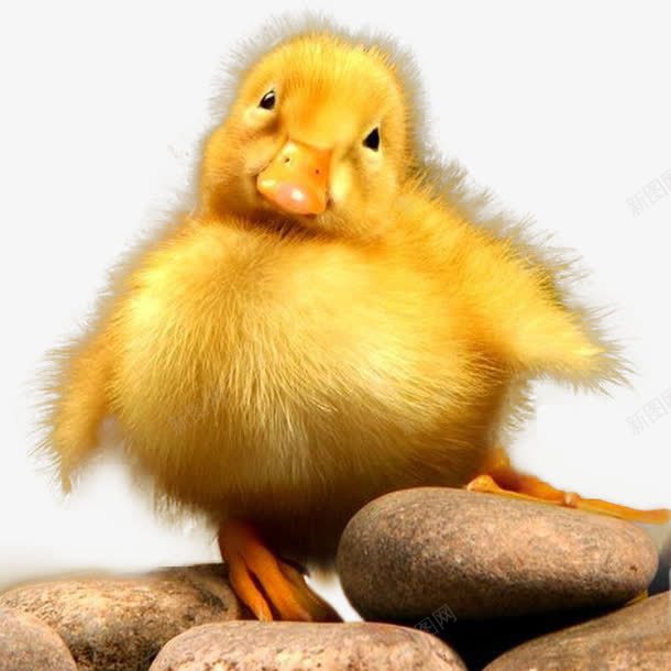 呆萌鸭子png免抠素材_新图网 https://ixintu.com 刚出生的小鸭 动物设计素材 可爱 迷茫 黄色小鸭