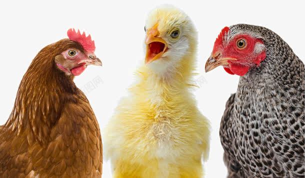 可爱的母鸡png免抠素材_新图网 https://ixintu.com 乌鸡 动物世界 可爱小鸡动物 可爱的母鸡 小鸡 母鸡 母鸡和鸡蛋图片 母鸡种类 鸡蛋