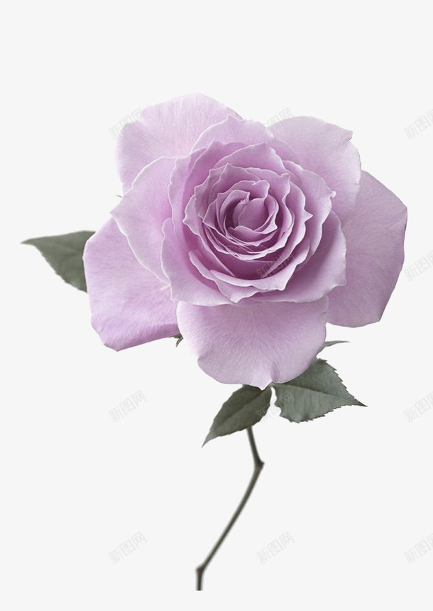 紫色玫瑰花装饰图案png免抠素材_新图网 https://ixintu.com 免抠PNG 玫瑰花 紫色 花朵 装饰图案