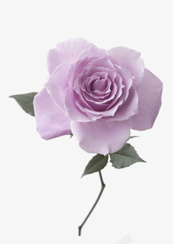 紫色玫瑰花装饰图案素材
