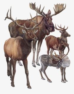 哺乳类动物藏羚羊家族群高清图片