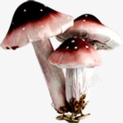 黑色野外蘑菇手绘png免抠素材_新图网 https://ixintu.com 蘑菇 野外 黑色
