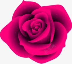 紫色玫瑰手绘素材