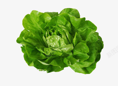 绿色的包心菜png免抠素材_新图网 https://ixintu.com 包心 植物 绿色 蔬菜