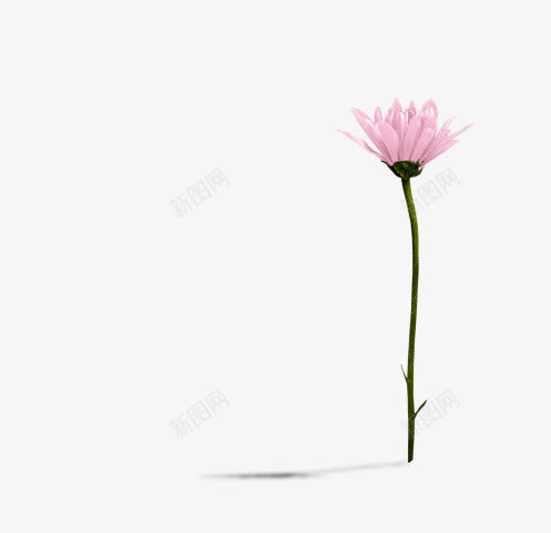 浅红色花朵白色花朵png免抠素材_新图网 https://ixintu.com 浅红 白色 花朵