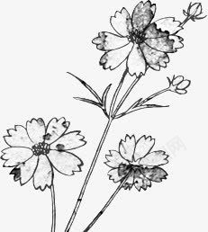 创意黑白复古风格的花卉植物png免抠素材_新图网 https://ixintu.com 创意 复古 植物 花卉 风格 黑白