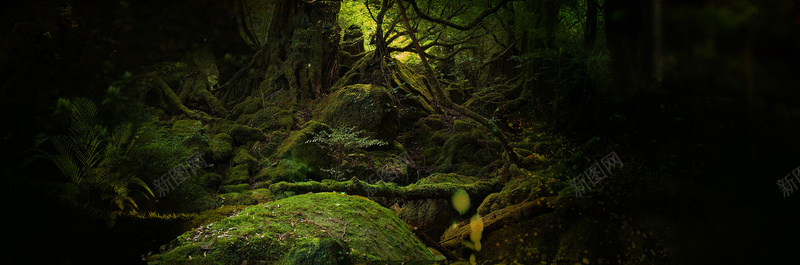 森林背景banner摄影图片
