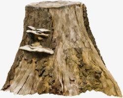 长蘑菇长蘑菇的树桩高清图片