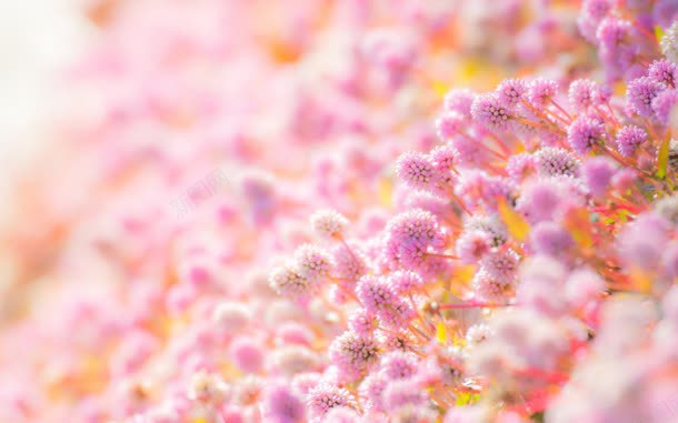 粉色唯美花朵成片朦胧背景jpg设计背景_新图网 https://ixintu.com 成片 朦胧 粉色 背景 花朵
