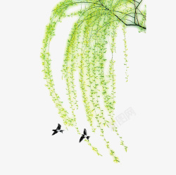 垂柳春季的垂柳绿色高清图片
