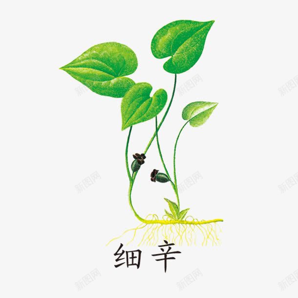 绿色草药png免抠素材_新图网 https://ixintu.com 中国风 中国风草药 医药 卡通 草药