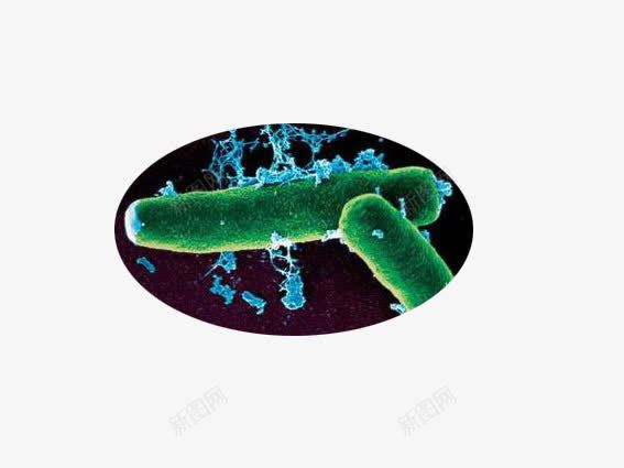 棒杆菌png免抠素材_新图网 https://ixintu.com 微生物 显微镜下实物 棒杆菌