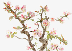 粉色桃花素材