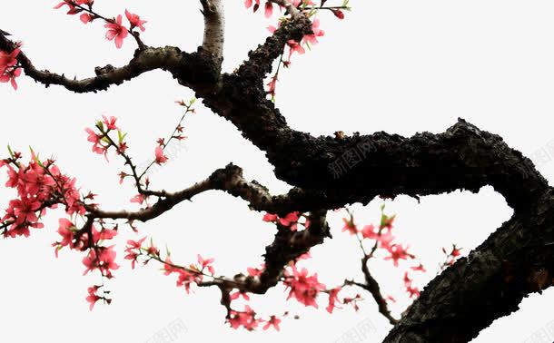 桃花树装饰png免抠素材_新图网 https://ixintu.com 桃花 桃花树 粉色的花 花 花树