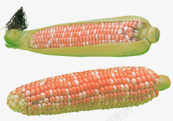 富有营养富有营养的粘玉米高清图片
