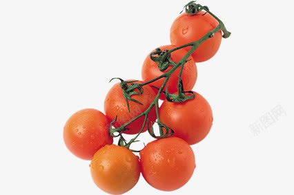 一串7个西红柿png免抠素材_新图网 https://ixintu.com 小西红柿 水果 番茄 蔬菜 西红柿 食物