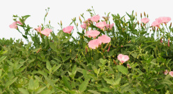 粉红色的小花花草高清图片