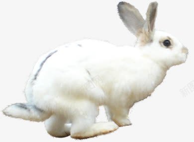 白色自然白兔动物png免抠素材_新图网 https://ixintu.com 动物 白兔 白色 自然