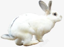 白色自然白兔动物素材